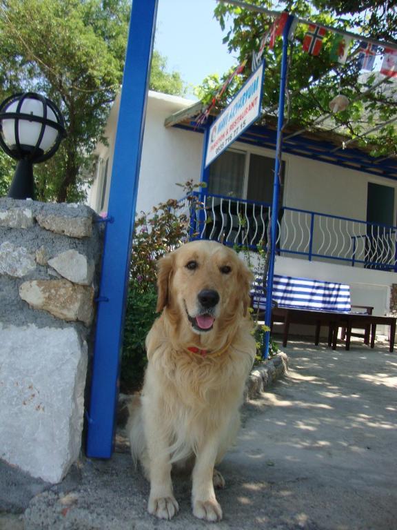 Mavi Akvaryum Pension Hotel Sogut  Kültér fotó